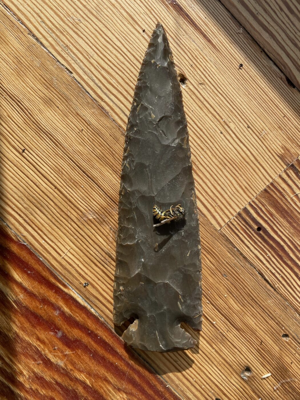 7 inch Stone Spear Head The Last Tuesday Society